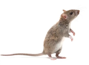 ネズミはゴキブリを食べるって本当