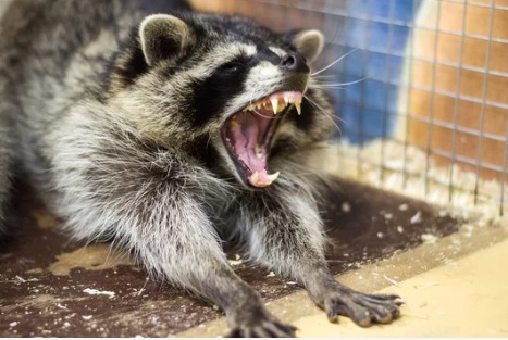 飯能市 屋根裏動物 アライグマ