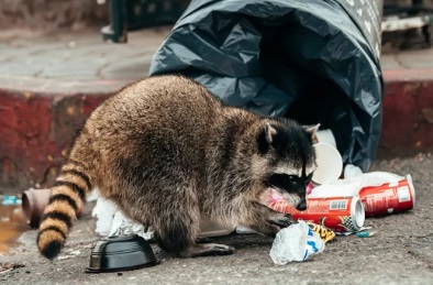 飯能市 屋根裏動物 アライグマ
