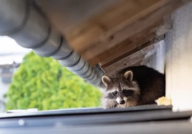埼玉県 アライグマ