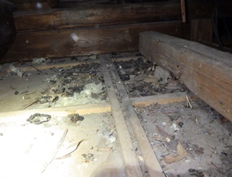 イタチの鳴き声「キュー」