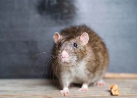 ネズミはハイターの匂いでいなくなる？