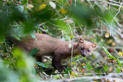 本庄市 屋根裏動物 テン