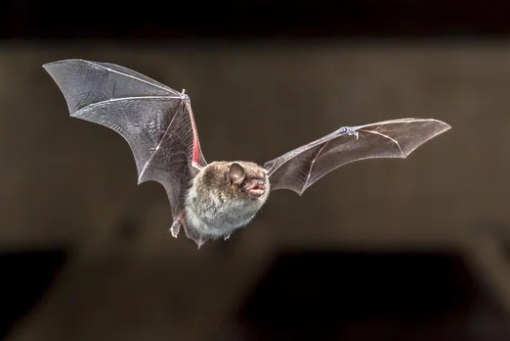 春日部市 屋根裏動物 コウモリ