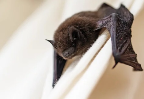 春日部市 屋根裏動物 コウモリ