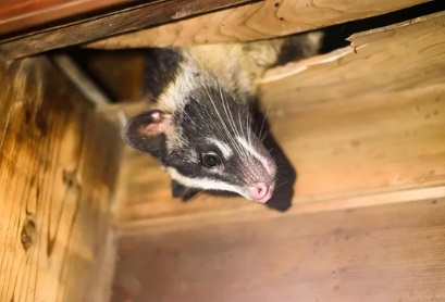 加須市 屋根裏動物 ハクビシン
