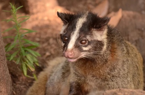 加須市 屋根裏動物 ハクビシン