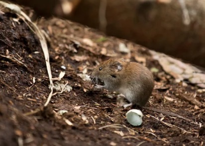 鴻巣市 屋根裏動物 ネズミ 音 匂い