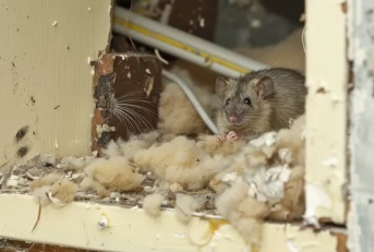 深谷市 屋根裏動物 コウモリ 足音