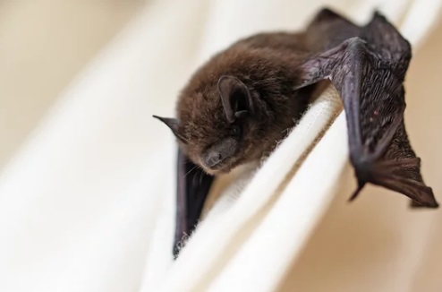 コウモリ 軒下 届かない