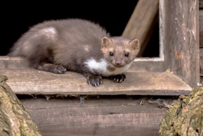 イタチの鳴き声「キュー」