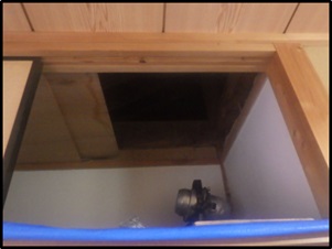 イタチの鳴き声「キュー」