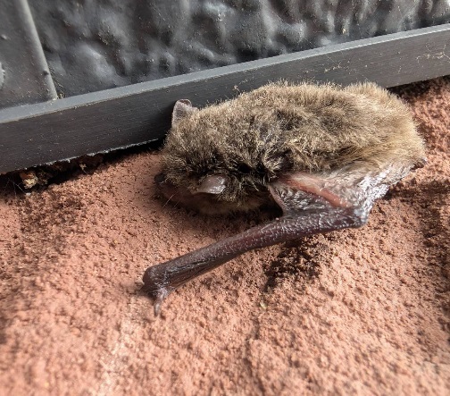 春日部市 屋根裏動物 コウモリ