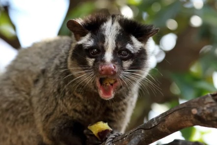 ハクビシン 埼玉県