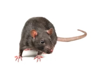 秩父市で屋根裏から足音や匂い