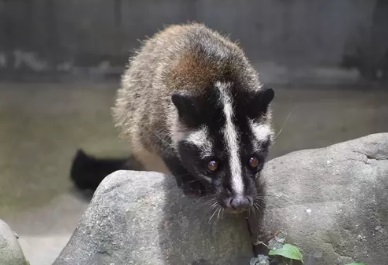 さいたま市で屋根裏から動物の音や匂い