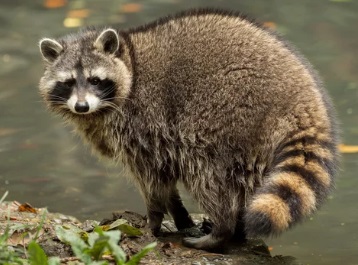 さいたま市で屋根裏から動物の音や匂い