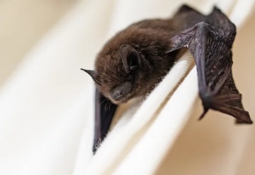 さいたま市で屋根裏から動物の音や匂い
