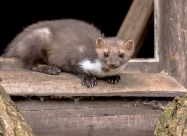 さいたま市で屋根裏から動物の音や匂い