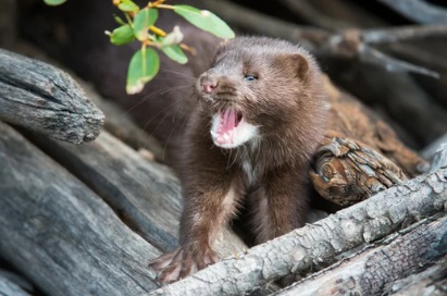 狭山市 屋根裏動物 イタチ 足音 匂い
