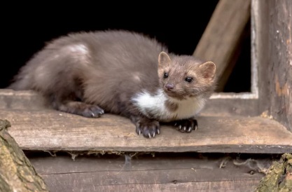 狭山市 屋根裏動物 イタチ 足音 匂い