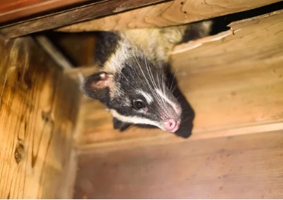 ハクビシンを戸田市で駆除