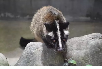 ハクビシンを戸田市で駆除
