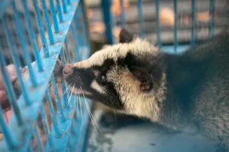 ハクビシンを戸田市で駆除