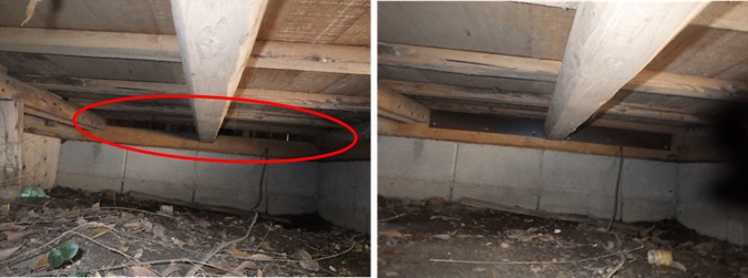 所沢市で屋根裏にイタチ