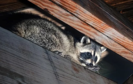千葉市の屋根裏からアライグマ駆除